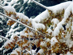 Дърво е натиснало ел. жици на Калето