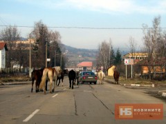 МУСТАНГИ ПОДДЪРЖАТ ИМИДЖА НИ НА ДИВ СЕВЕРОЗАПАД