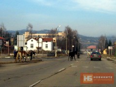 МУСТАНГИ ПОДДЪРЖАТ ИМИДЖА НИ НА ДИВ СЕВЕРОЗАПАД